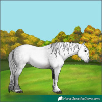 Horse Color:Gray Buckskin Tobiano 