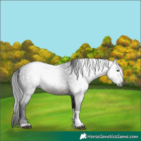 Horse Color:Gray Buckskin Tobiano 