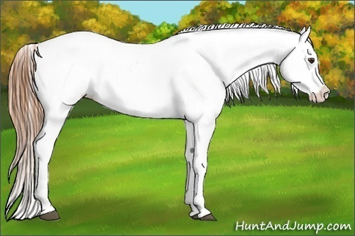 Horse Color:Chestnut Tobiano Varnish