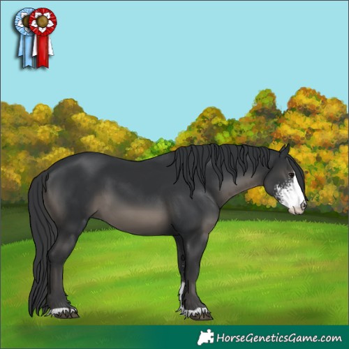 Horse Color:Black Sabino 