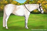 Horse Color:White Spotted Palomino Sabino