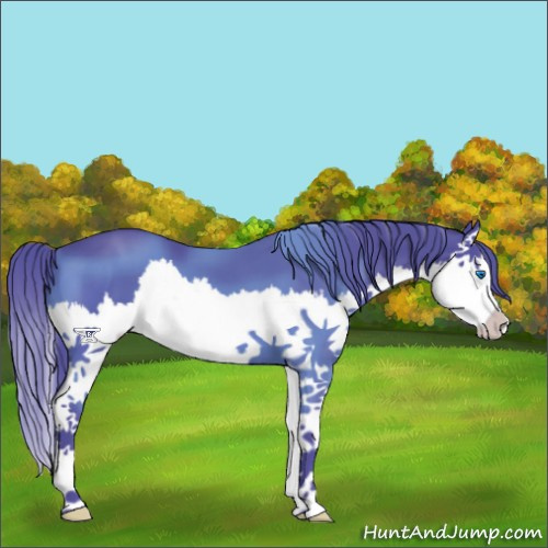 Horse Color:Watercolor Black Sabino Splash 