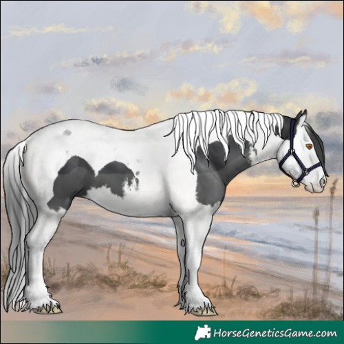 Horse Color:White Spotted Black Splash Tobiano 