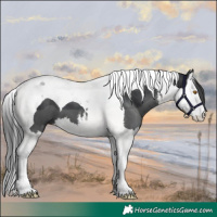 Horse Color:White Spotted Black Splash Tobiano 