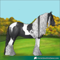 Horse Color:Black Tobiano 
