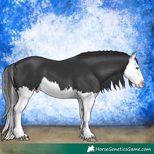 Horse Color:Black Sabino Splash 