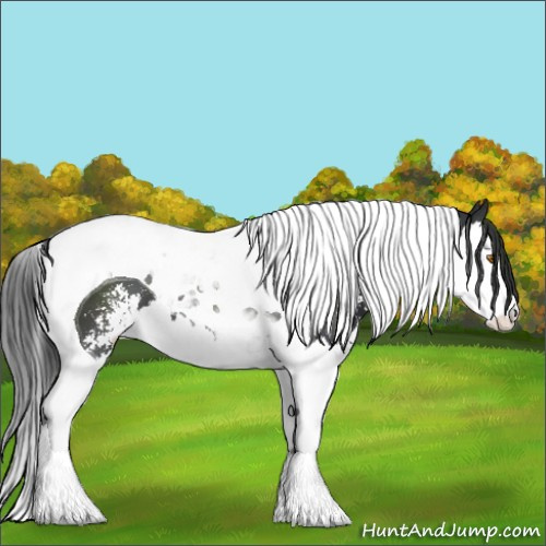 Horse Color:Black Sabino Splash Tobiano 