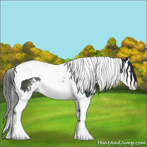 Horse Color:Black Sabino Splash Tobiano 