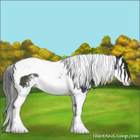 Horse Color:Black Sabino Splash Tobiano 