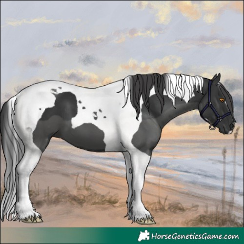 Horse Color:Black Tobiano 