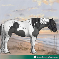 Horse Color:Black Tobiano 