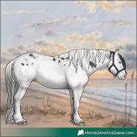 Horse Color:Black Splash Tobiano