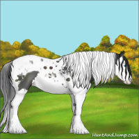 Horse Color:Black Splash Tobiano