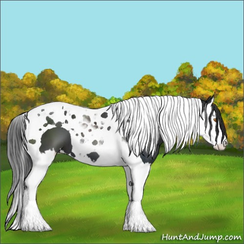 Horse Color:Black Splash Tobiano 