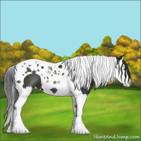 Horse Color:Black Splash Tobiano