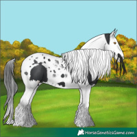 Horse Color:Black Splash Tobiano 