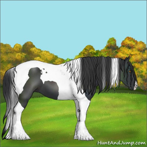 Horse Color:Black Tobiano