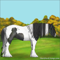 Horse Color:Black Tobiano 
