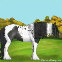 Horse Color:Black Tobiano 