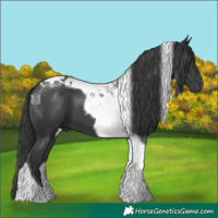 Horse Color:Black Tobiano 