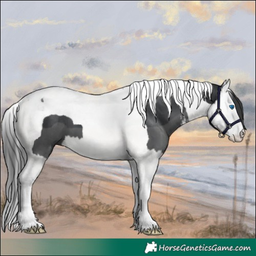 Horse Color:White Spotted Black Splash Tobiano