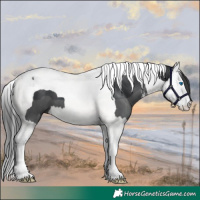 Horse Color:White Spotted Black Splash Tobiano