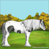 Horse Color:Black Sabino Splash Tobiano