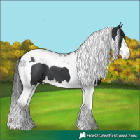 Horse Color:White Spotted Black Splash Tobiano