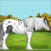 Horse Color:Black Splash Tobiano