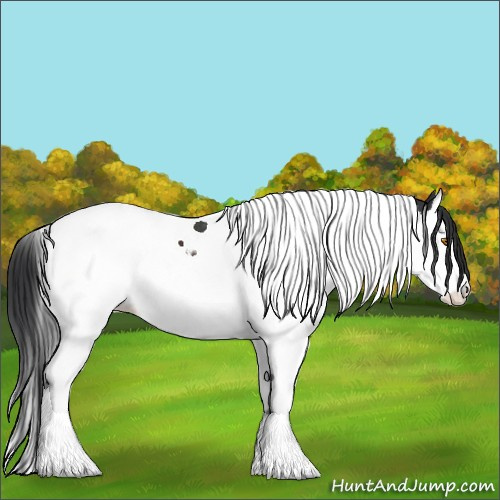 Horse Color:Black Sabino Splash Tobiano