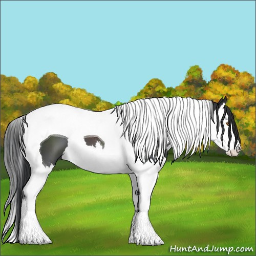 Horse Color:Black Sabino Splash Tobiano