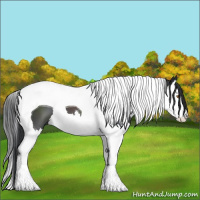 Horse Color:Black Sabino Splash Tobiano 