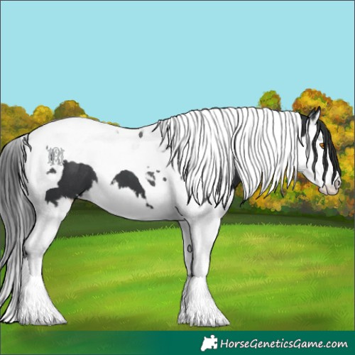 Horse Color:White Spotted Black Splash Tobiano 