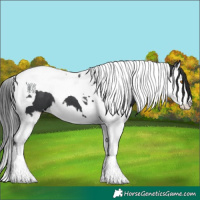 Horse Color:White Spotted Black Splash Tobiano 