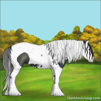 Horse Color:Black Sabino Splash Tobiano 