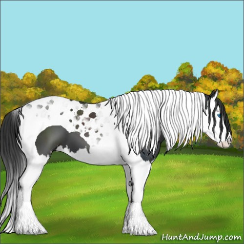 Horse Color:Black Splash Tobiano 