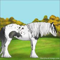 Horse Color:Black Splash Tobiano 