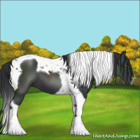 Horse Color:Black Tobiano 