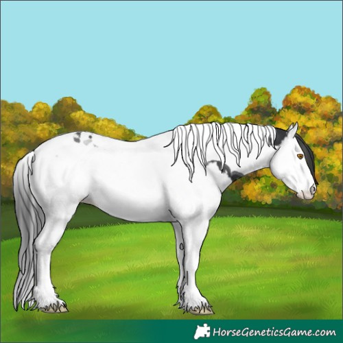 Horse Color:Black Splash Tobiano 