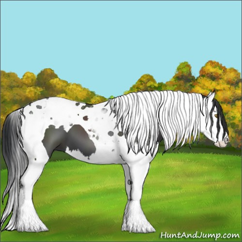 Horse Color:Black Splash Tobiano 
