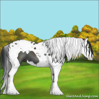 Horse Color:Black Splash Tobiano