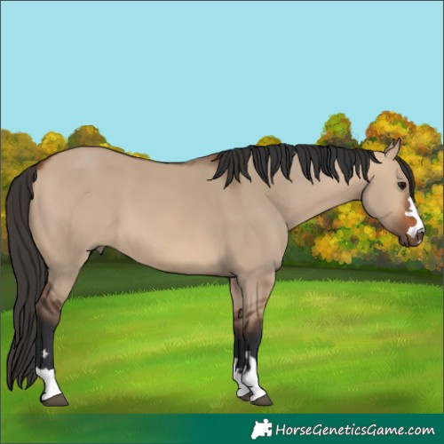 Horse Color:Bay Dun 