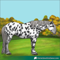Horse Color:Black Near Leopard 