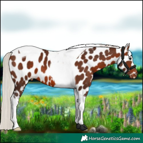 Horse Color:Silver Brown Tobiano Appaloosa