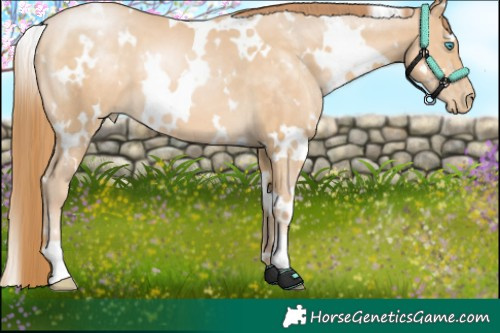 Horse Color:White Spotted Buckskin Pearl 