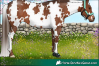 Horse Color:White Spotted Liver Chestnut