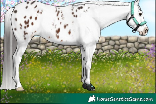 Horse Color:White Spotted Liver Chestnut Appaloosa 