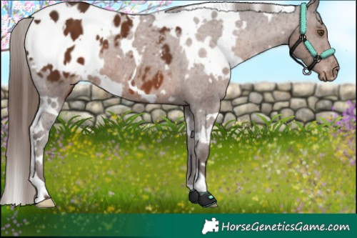 Horse Color:White Spotted Liver Chestnut Appaloosa 