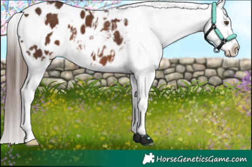 Horse Color:White Spotted Liver Chestnut Appaloosa