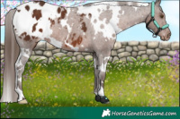 Horse Color:White Spotted Liver Chestnut Appaloosa